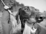 Close-up Monochromatic Image of a Hunting Dog Photographic Print