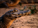 Caiman (Caiman Crocodilus) in Pantanal (Swamp), Pantanal Matogrossense National Park, Brazil Lámina fotográfica por Lee Foster Caiman (Caiman Crocodilus) in Pantanal (Swamp), Pantanal Matogrossense National Park, Brazil Lámina fotográfica por Lee Foster