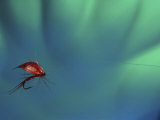 Fly Fishing Lure Photographic Print