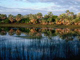Palm Tree Reflections in Lake, Madagascar Photographic Print by David Curl