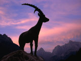 Statue of Mythical Chamois Zlatrog at Sunrise in Pisnica Valley, Gorenjska, Slovenia Photographie par Grant Dixon