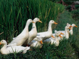 Ducks Enjoy a Quiet Resting Place Amongst the Rice Paddies in West Bali, Indonesia Photographie par Adams Gregory