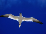 Gannet (Sula Bassana) Flying, Ireland Photographie par David Tipling