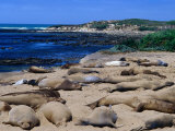 Young Northern Elephant Seals, Ano Nuevo State Reserve, California, USA Photographic Print by Brent Winebrenner