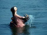 Hippopotamus (Hippopotamus Amphibius) in Water, Lower Zambezi National Park, Zambia Photographie par Dennis Jones