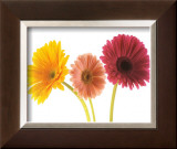 Three Gerberas Posters by Michael Bird