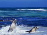 Seals Swimming in Surf, Australia Photographic Print by Dennis Jones