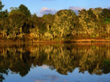 Forest Reflected in a Still Dam, Nyika National Park, Northern, Malawi Photographie par Ariadne Van Zandbergen