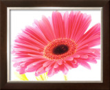 Magenta Gerbera Posters by Michael Bird