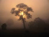 Trees in Fog at Wannon, Australia Photographic Print by Wayne Walton