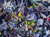 Colourful Wildflowers Covered with Frost, Nyalam, Tibet Photographic Print by Richard I'Anson Colourful Wildflowers Covered with Frost, Nyalam, Tibet Photographic Print by Richard I'Anson