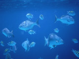 Tropical Fish, Caribbean Photographie par Lauree Feldman