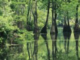 Cypress Trees Cross a Waterway in a Woodland Fotografie-Druck von Medford Taylor