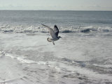A Sanderling, with Wings Spread, is Frozen in Flight over the Foamy Atlantic Surf Photographic Print by Joseph H. Bailey