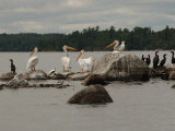Lake, Birds Photographic Print by Keith Levit