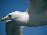 A Close-up of a Seagull in Flight Photographic Print by Todd Gipstein