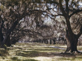 Moss Growing on Versailles Oak Trees Photographic Print by Joseph Baylor Roberts
