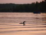 Pelican Fishing, Lake of the Woods Photographic Print by Keith Levit