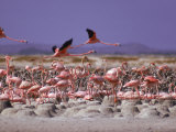 Flamingoes, Bonaire Photographic Print by John Dominis