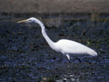 A Yellow Billed Egret Photographic Print