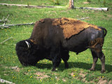 Yellowstone National Park, Bison, Buffalo, WY Photographic Print by Timothy O'Keefe