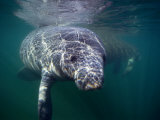 Manatees, Crystal River NW Refuge, FL Photographic Print by Frank Staub