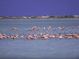 Flamingoes, Bonaire Photographic Print by John Dominis
