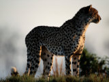 A Portrait of an African Cheetah Looking into the Distance Photographic Print by Chris Johns