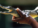 Baby Crocodile Lámina fotográfica