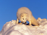 Arctic Fox, Winter Pelage, Alopex Lagopus Photographic Print by D. Robert Franz