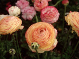 Roses, CA 写真プリント - シュブロト・チョトパッダーエ
