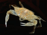 A Juvenile Blue Crab Snapping its Claws in Self-Defense Photographic Print by George Grall
