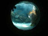Fish in Aquarium, Mexico - Mayan Riviera Photographie par Keith Levit