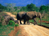 Elephant Family Crossing Road Uda Walawe National Park, Sabaragamuwa, Sri Lanka Photographie par Michael Aw