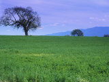A Tree on a Hillside in Santa Barbara Photographic Print by Gary Conner
