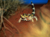 Thorny Devil, Australia Photographic Print by Chris Mellor