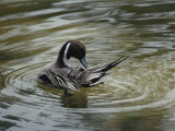 A Northern Pintail Grooms its Feathers While Floating in the Water Photographic Print by Bates Littlehales