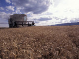 Machine Harvesting Wheat Photographic Print