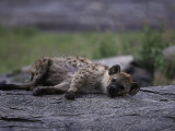 Spotted Hyena, Crocuta Crocuta Photographic Print by D. Robert Franz