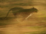Cheetah - Nambia Africa Lámina fotográfica por Keith Levit