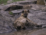 Spotted Hyena, Crocuta Crocuta Photographie par D. Robert Franz