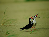 Vocalizing Black Skimmer Birds Photographie par James P. Blair