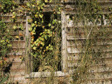 Vines Cover the Window of a Dilapidated Building Photographic Print