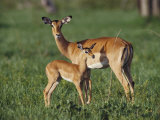 Gazelles Standing in the Grasslands in Chobe National Park Photographic Print by Beverly Joubert
