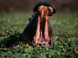 Hippopotamus showing territorial display of mouth-opening Lámina fotográfica por Chris Johns Hippopotamus showing territorial display of mouth-opening Lámina fotográfica por Chris Johns