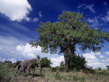 African Elephants and Baobab Tree Photographie par Robert Franz