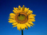 A single sunflower glows against blue sky Stampa fotografica di Stephen St. John