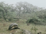 Alcedo Volcano is Home to One of the Largest Concentration of Giant Galapagos Tortoises Photographic Print by Sam Abell