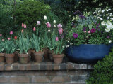 Spring Flowers and Tulips in Pots Photographic Print by Charles Benes