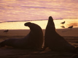 Elephant Seal Bulls, Mirounga Angustirostris, CA Photographic Print by Robert Franz